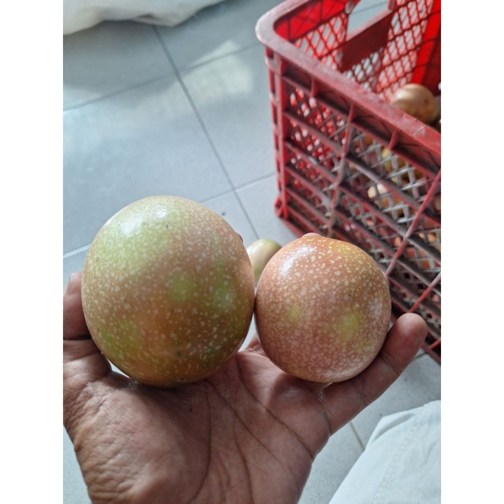 buah markisa 1 kg
