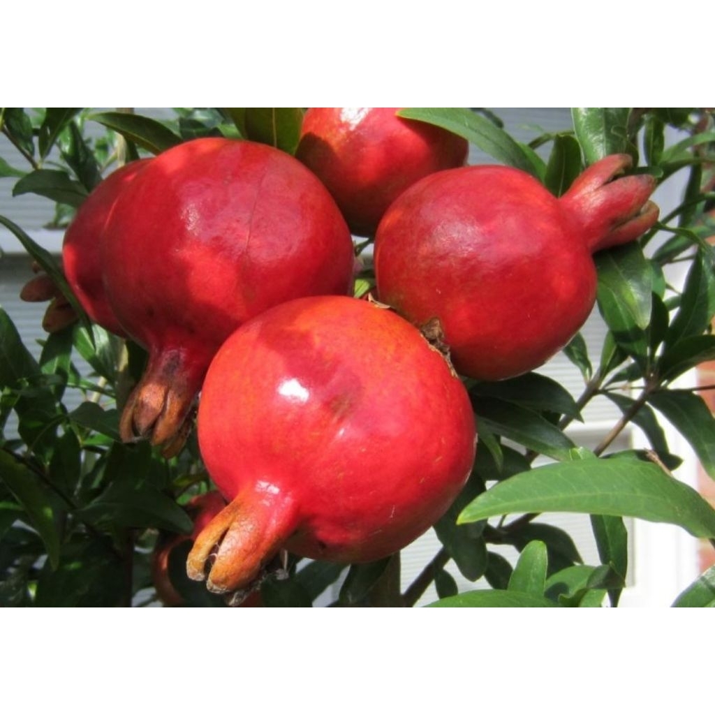 bibit delima merah jumbo