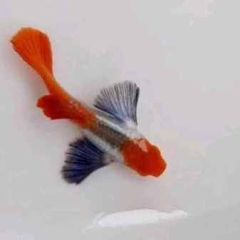 pembersih kolam GUPPY PRTDE KOI