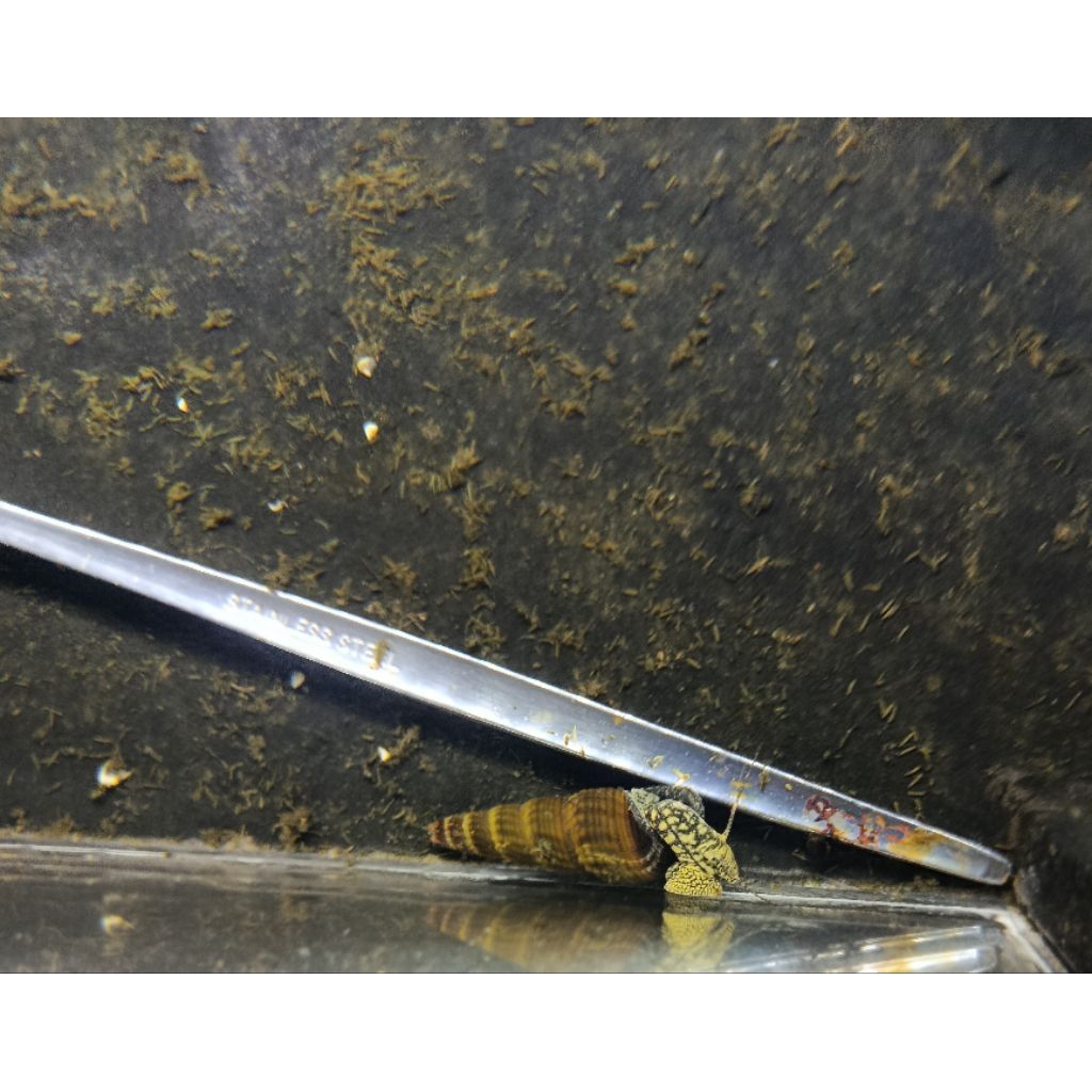 Keong Sulawesi Rabbit Snail Tiger