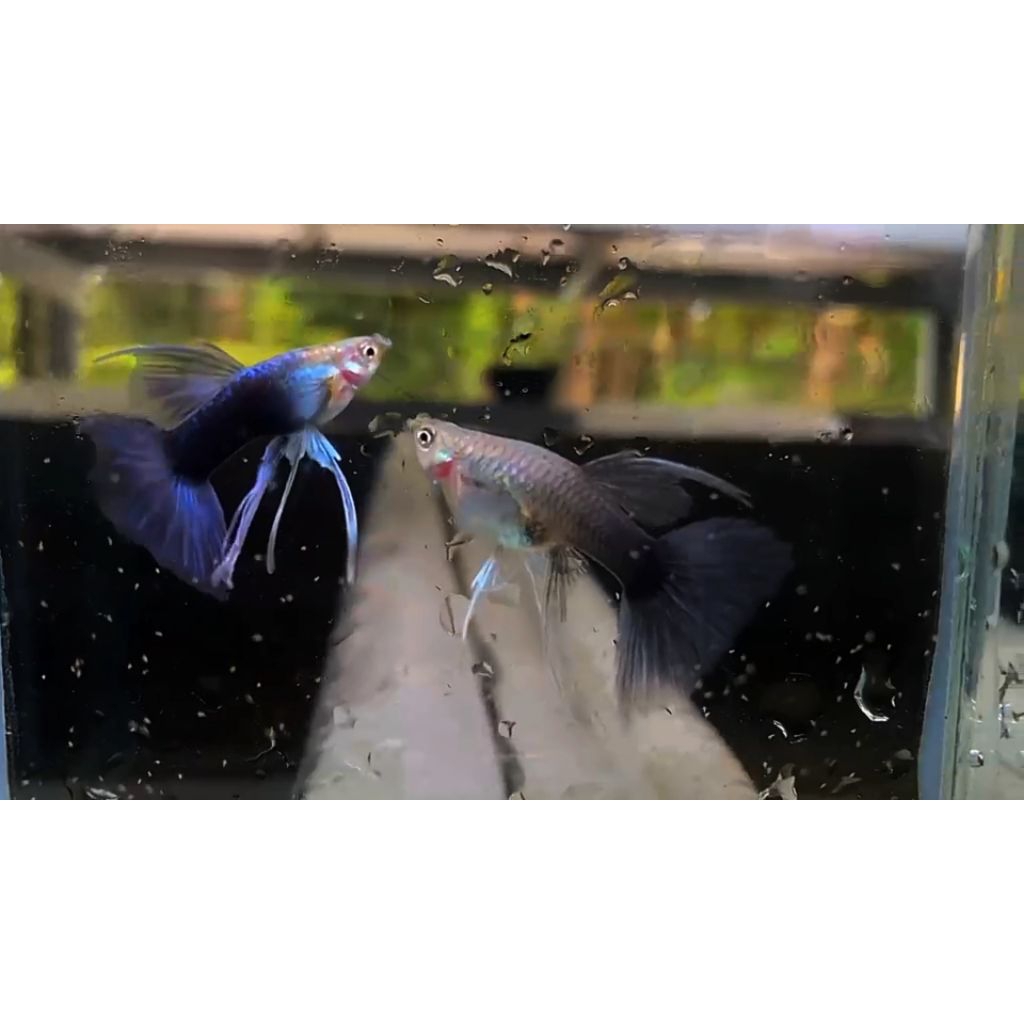ikan Guppy Hb(half black) blue ribbon Fin C, ribbon dan normal-hiasan aquarium elegan