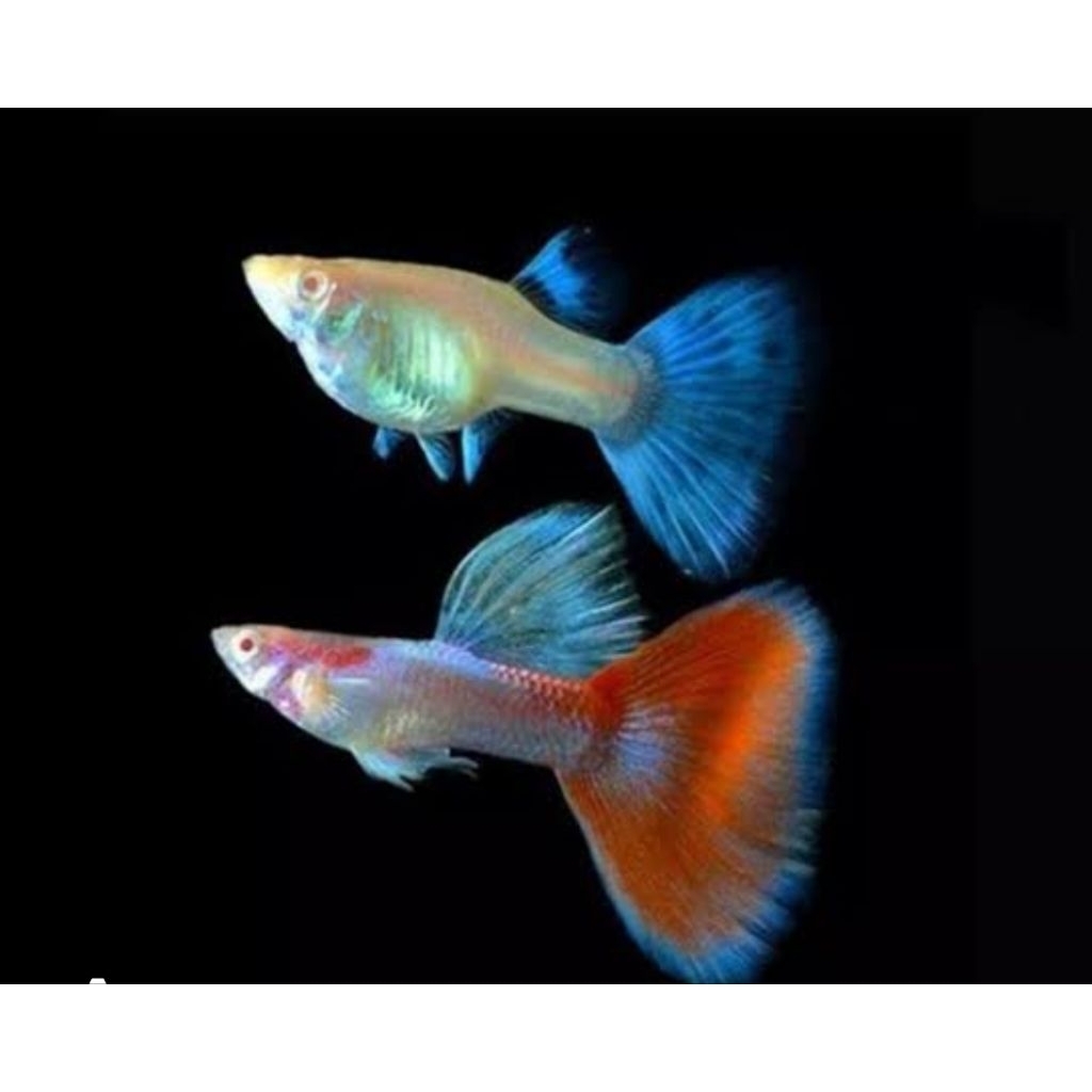 stiker  GUPPY SKY RED