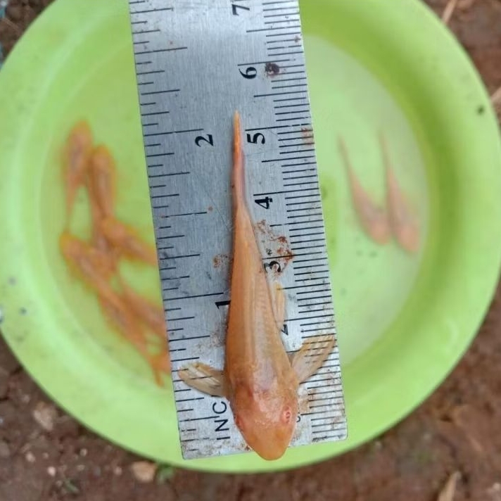 Ikan Sapu Sapu Gibicep Asli || Pleco L083 / Pleco Gibicep - Sapu Sapu Mentega Gibicep Sapu Ikan Hias