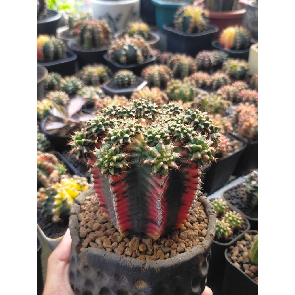 Gymnocalycium Miha Multicolour Jabrix Indukan