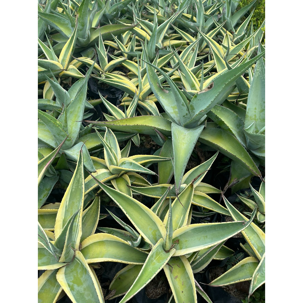 bunga agave americana