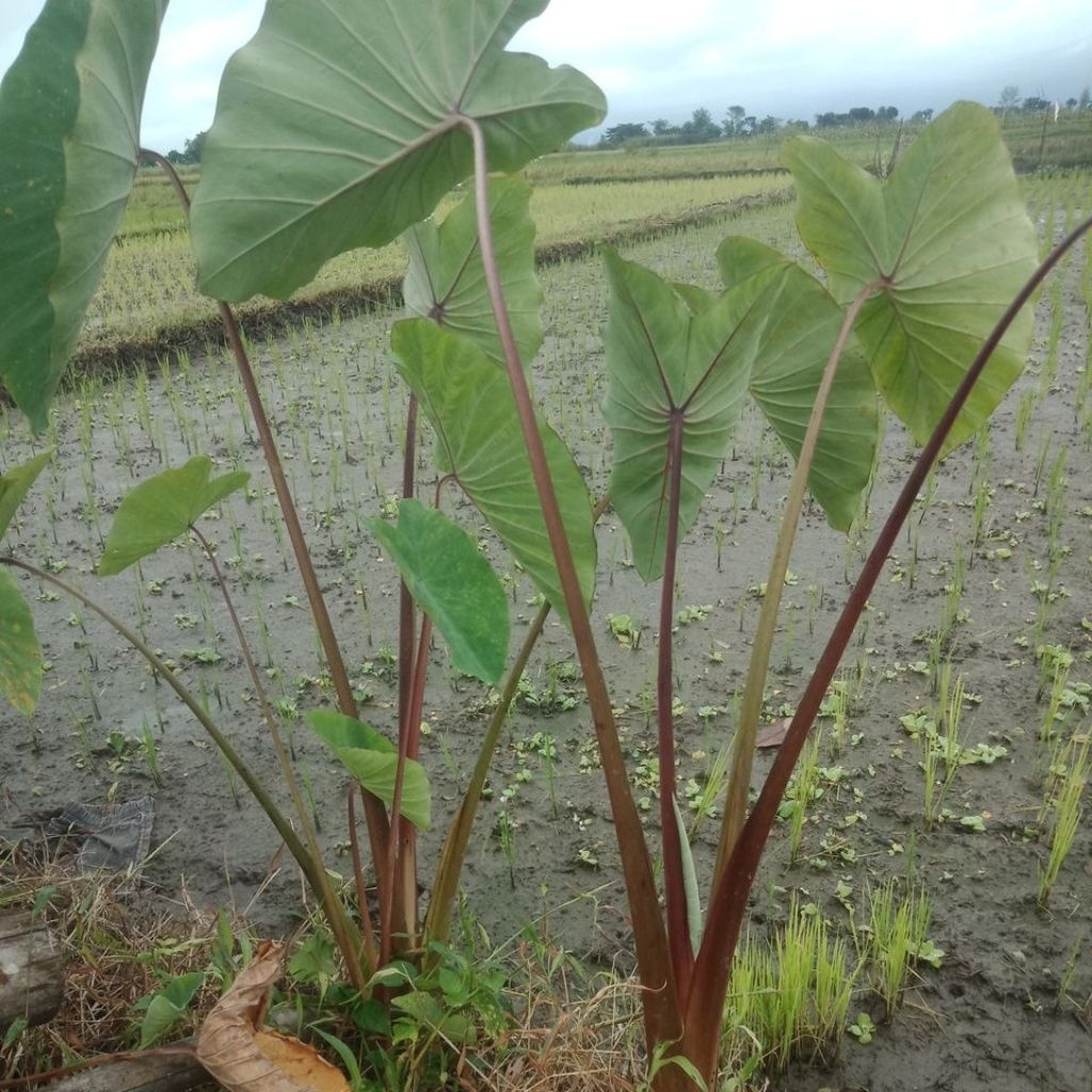 bibit talas pratama 2