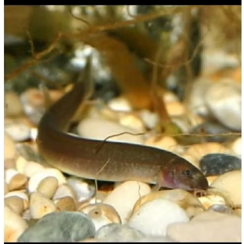 Black kuhli, Black Khuli,anak sidat ikan hias akuarium