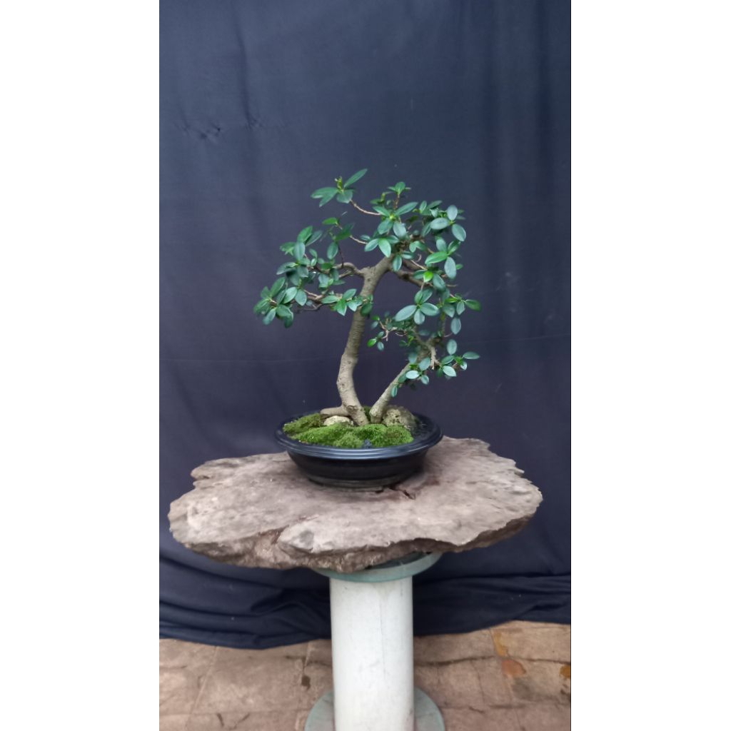 BONSAI POHON BERINGIN KOREA