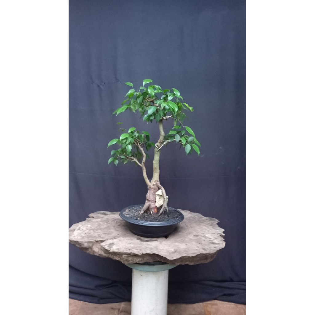 BONSAI POHON BERINGIN/FICUS BENJAMINA