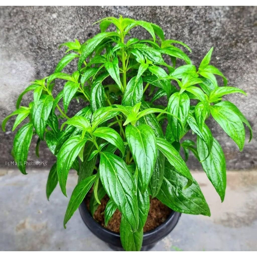 Tanaman herbal Pohon sambiloto - Tanaman herbal sambiloto Siap tanam