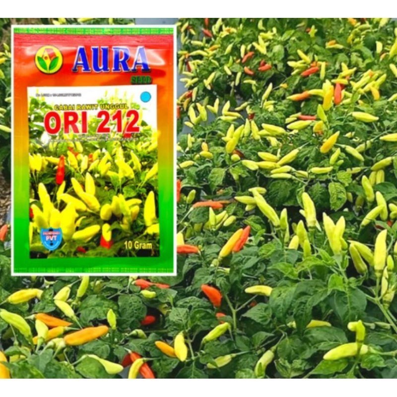BENIH CABE RAWIT ORI 212 AURA SEED 10gr