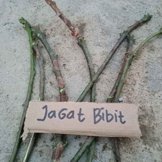entres / batang segar mangga mahatir