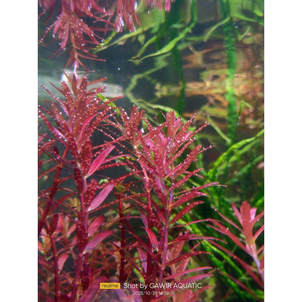 10 batang rotala blod red Singapura daun air tanaman Aquascape
