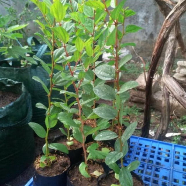 Bibit Bidara Arab Pohon Bidara Daun Bidara