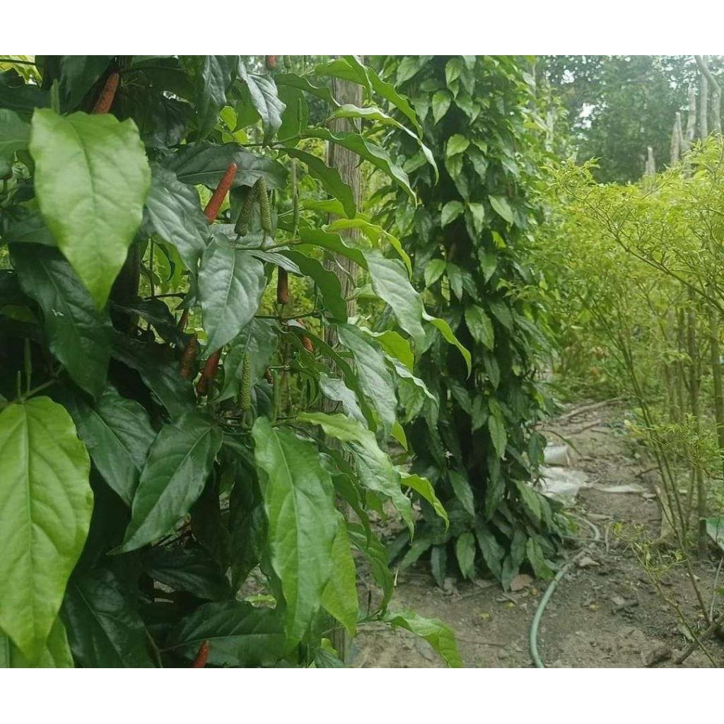 Paket Promo Bibit Cabe Jawa Puyang Hibrida 100 Pcs Bonus 40 Pcs