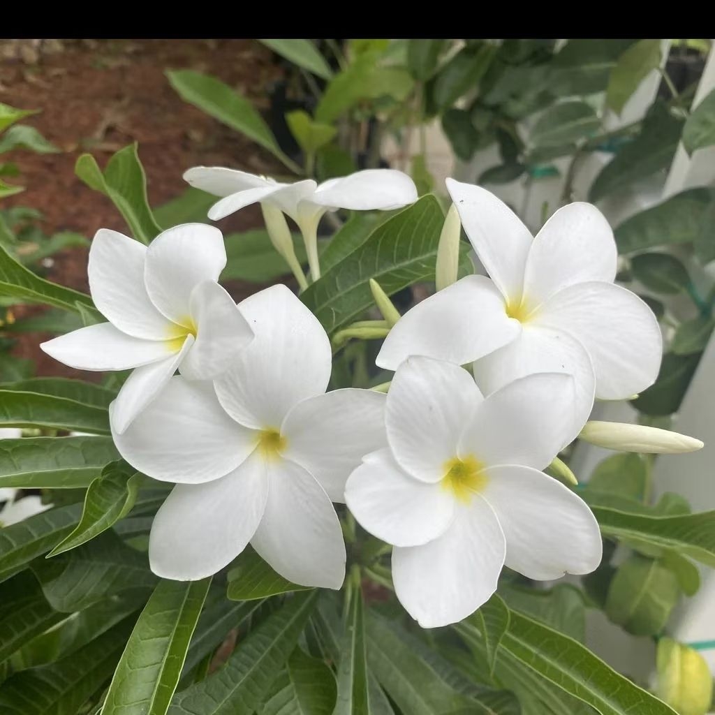 Tanaman Bunga Pagoda Putih (RAJIN BUNGA) / Plumeria Pagoda / White Fiddle-Leaf Plumeria / Bunga Kamb