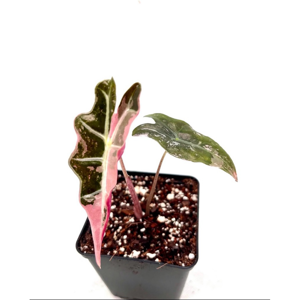 alocasia nobilis pink variegated