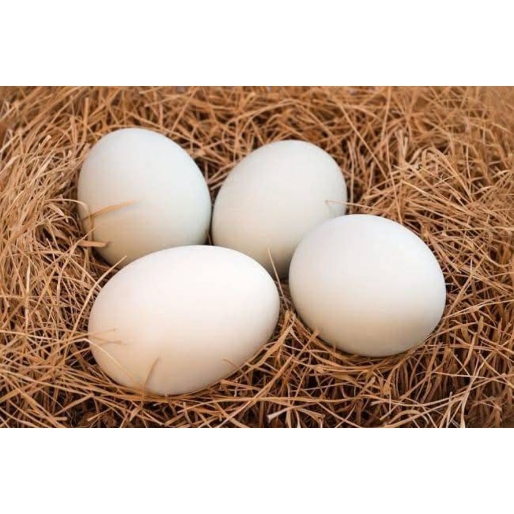 telur ayam kampung asli 1 butir medan