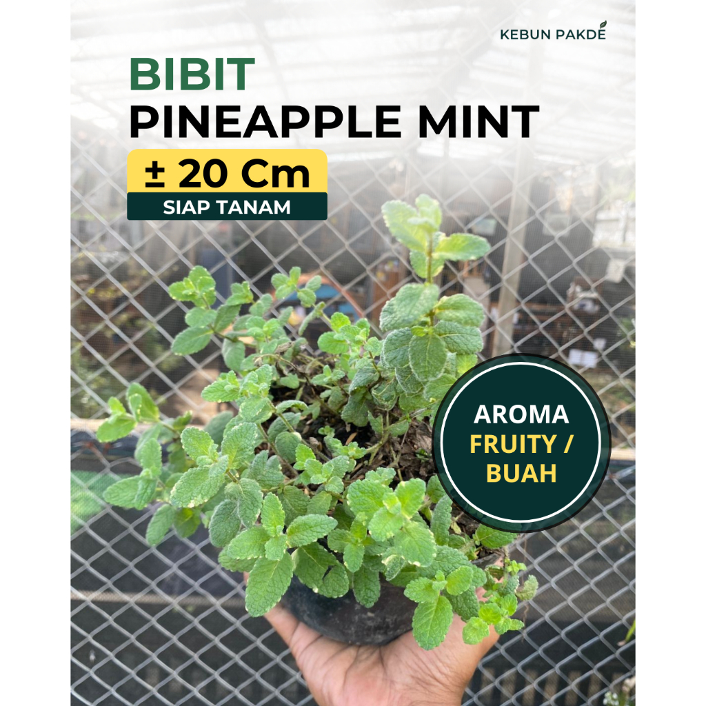 Pineapple Mint Variegata Bibit Cantik Aroma Nanas | Cocok Mojito Dekorasi | Kebun Pakde