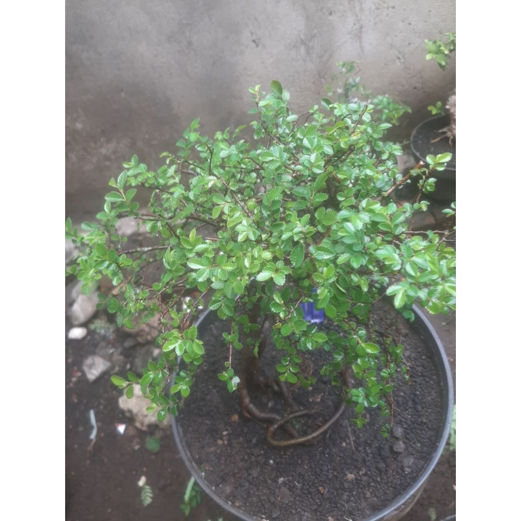 Bonsai Ulmus SUPER Micro Natural 3 Sesuai Foto