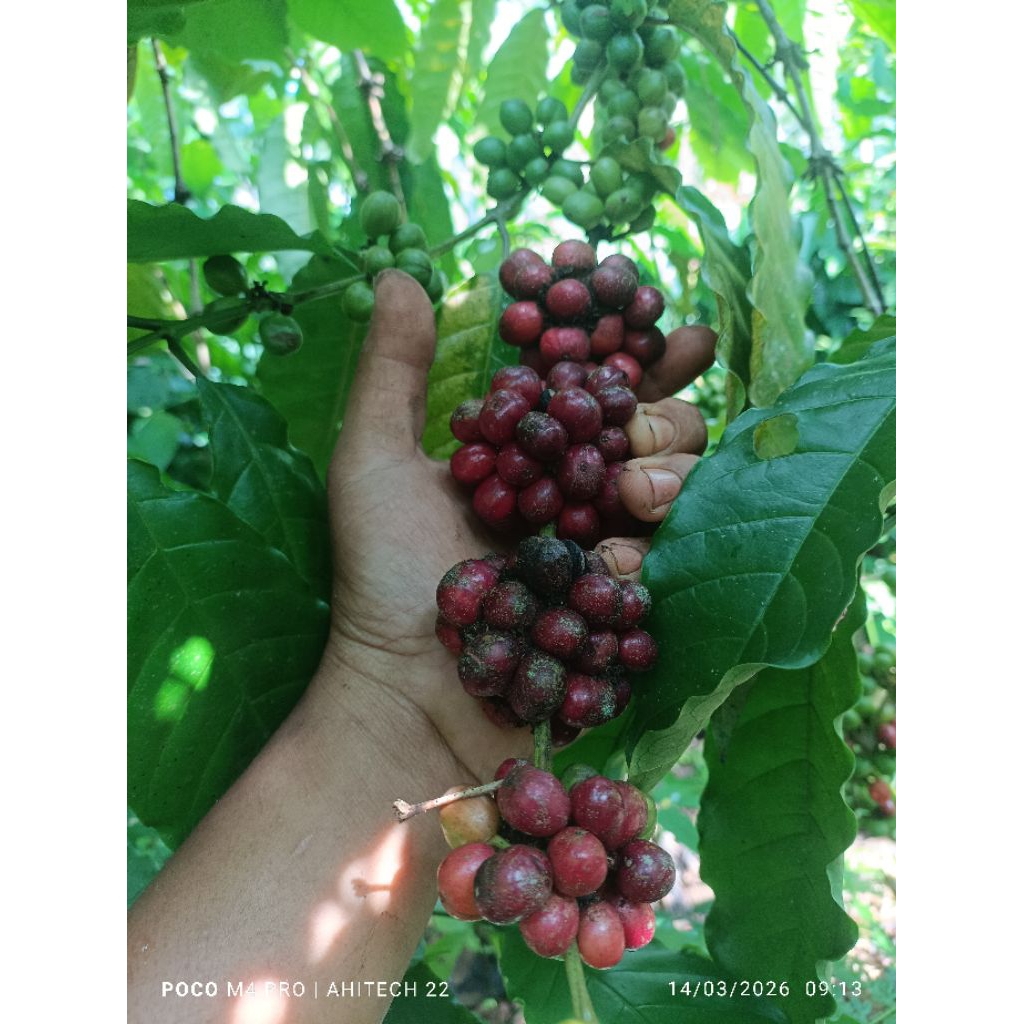 BIJI KOPI SEMAI KLON BASEMAH/PANDI 1000 GRAM ASLI