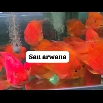 red mamon