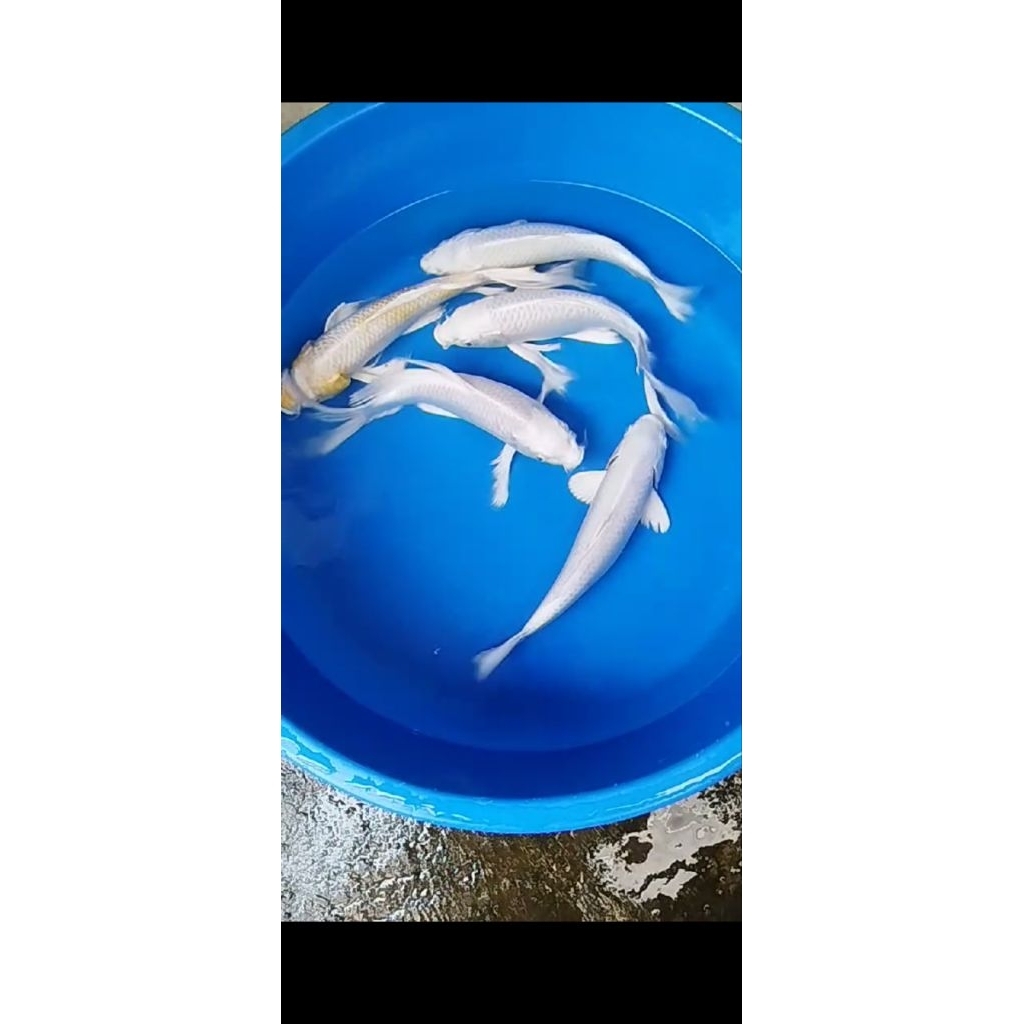 Ikan koi Platikum kumpay slayer butterfly 25-30cm