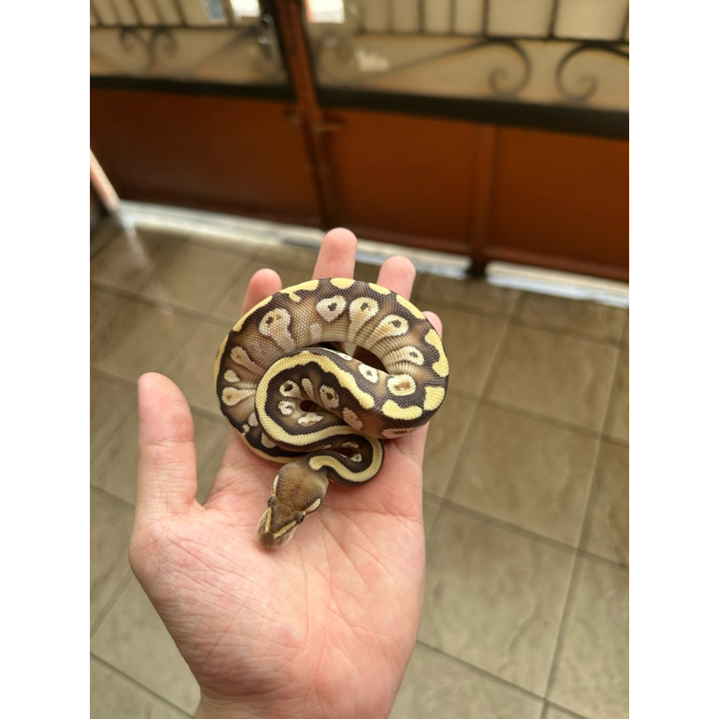 ball python cypress lesser het clown