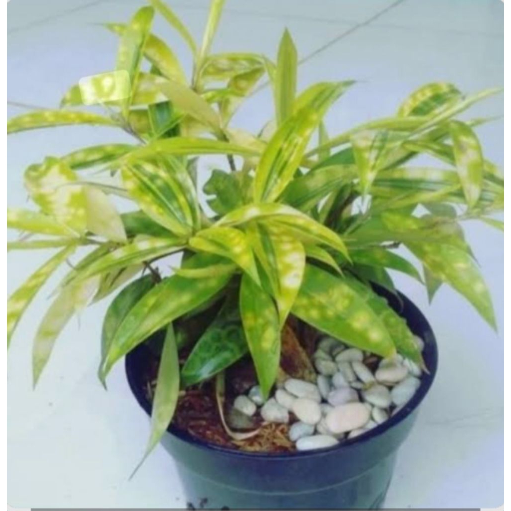 Tanaman Hias Dracena Tutul Hijau Florida - Tanaman Hias Dracena Hijau Murah