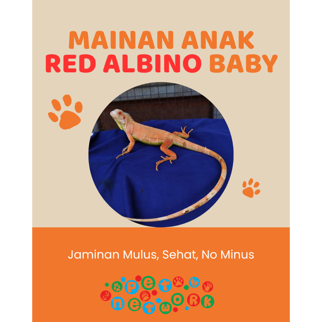 Mainan Anak Red Albino Baby ISTIMEWA Premium Quality