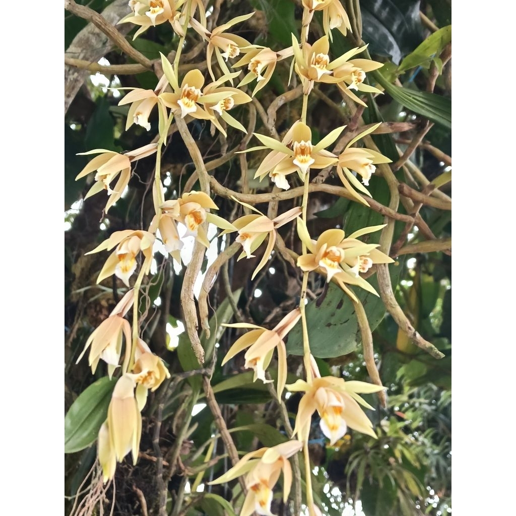 Coelogyne rochussenii