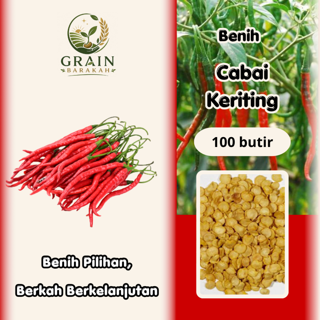 100 butir BENIH CABAI KERITING LOKAL UNGGUL I EXTRA BONUS