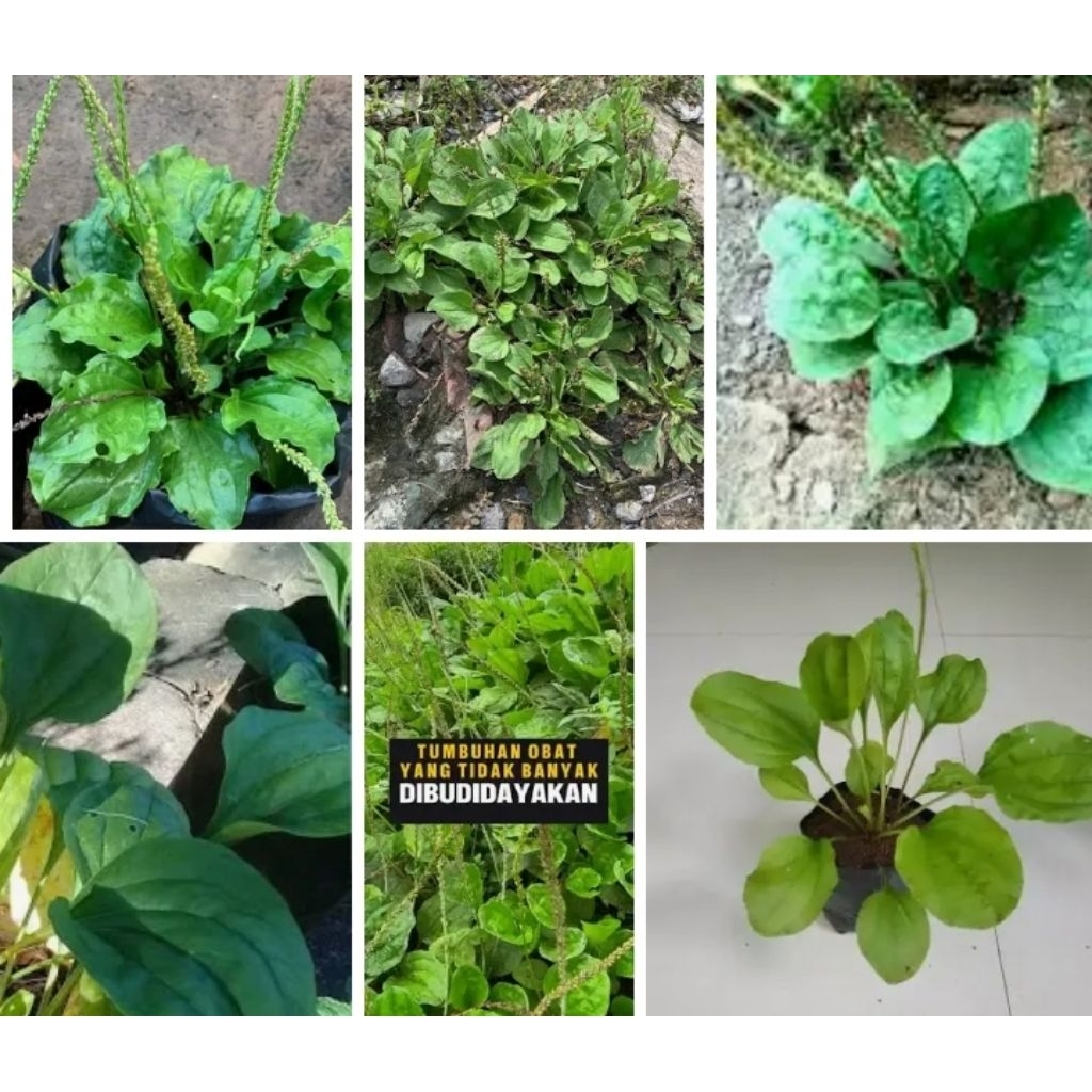 daun sendok / Ki urat kering