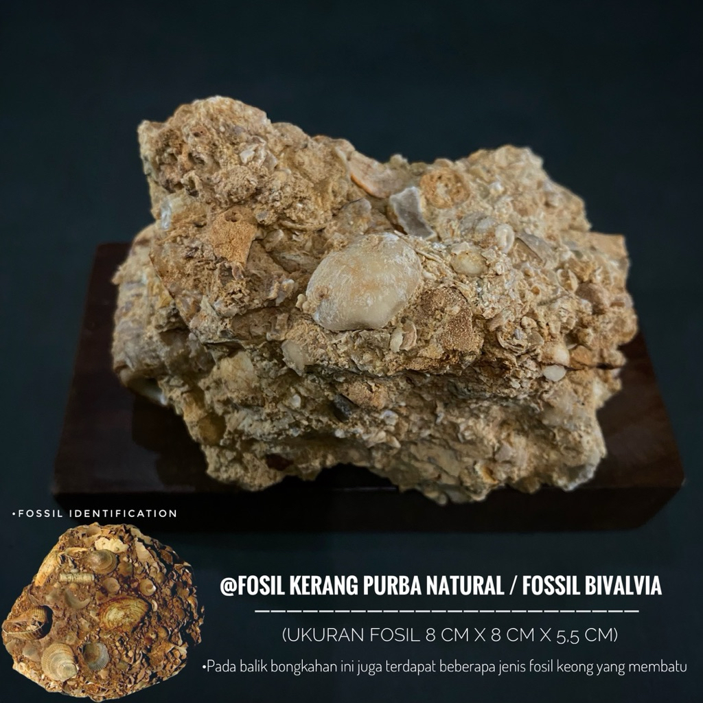 Fosil Kerang Purba Natural A38 atau Fossil Bivalvia atau Fosil Keong atau Fosil Shell atau Fosil Kij