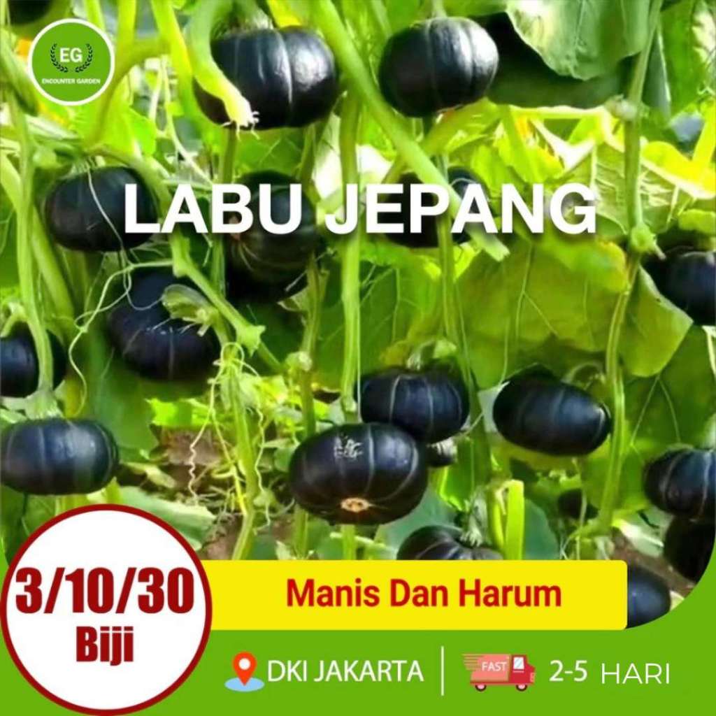 30 biji Labu Jepang Benih sayuran berkualitas tinggi Labu Jepang Bibit Labu Benih Sayuran