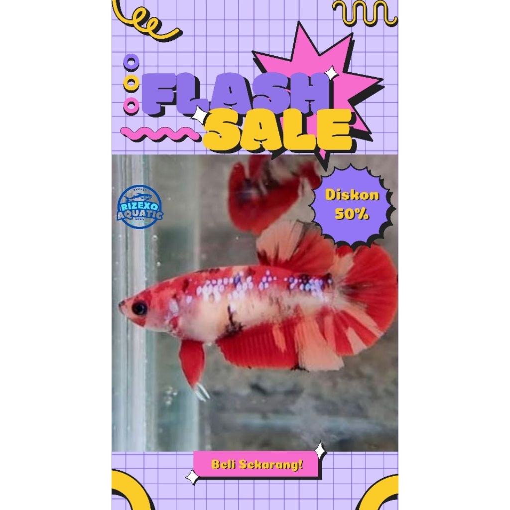 Cupang Giant Nemo Multy Betina Siapp Breeding (Beli 5 Gratis 1) #PromoSpecial