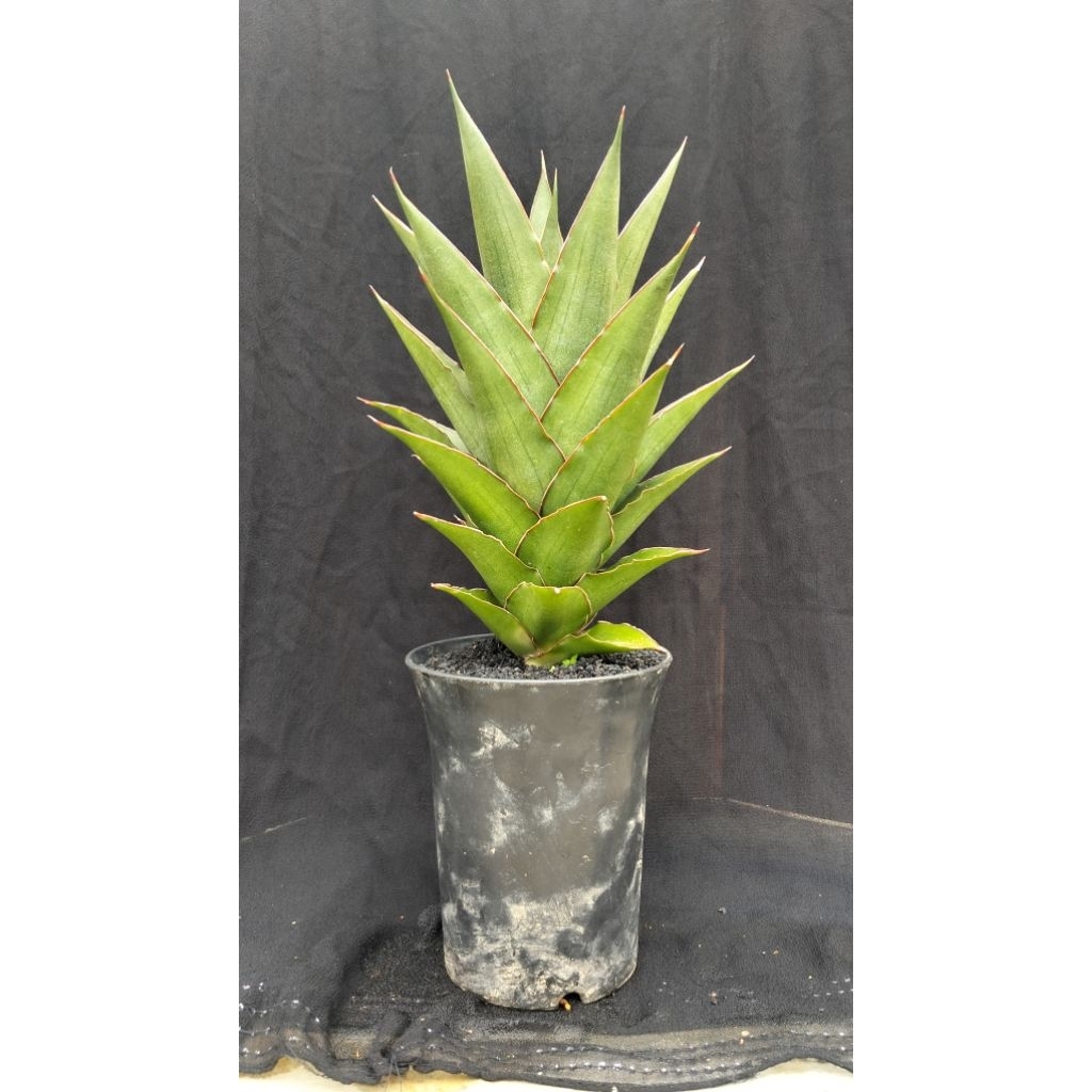 sensivera hybrid Roro Jonggrang