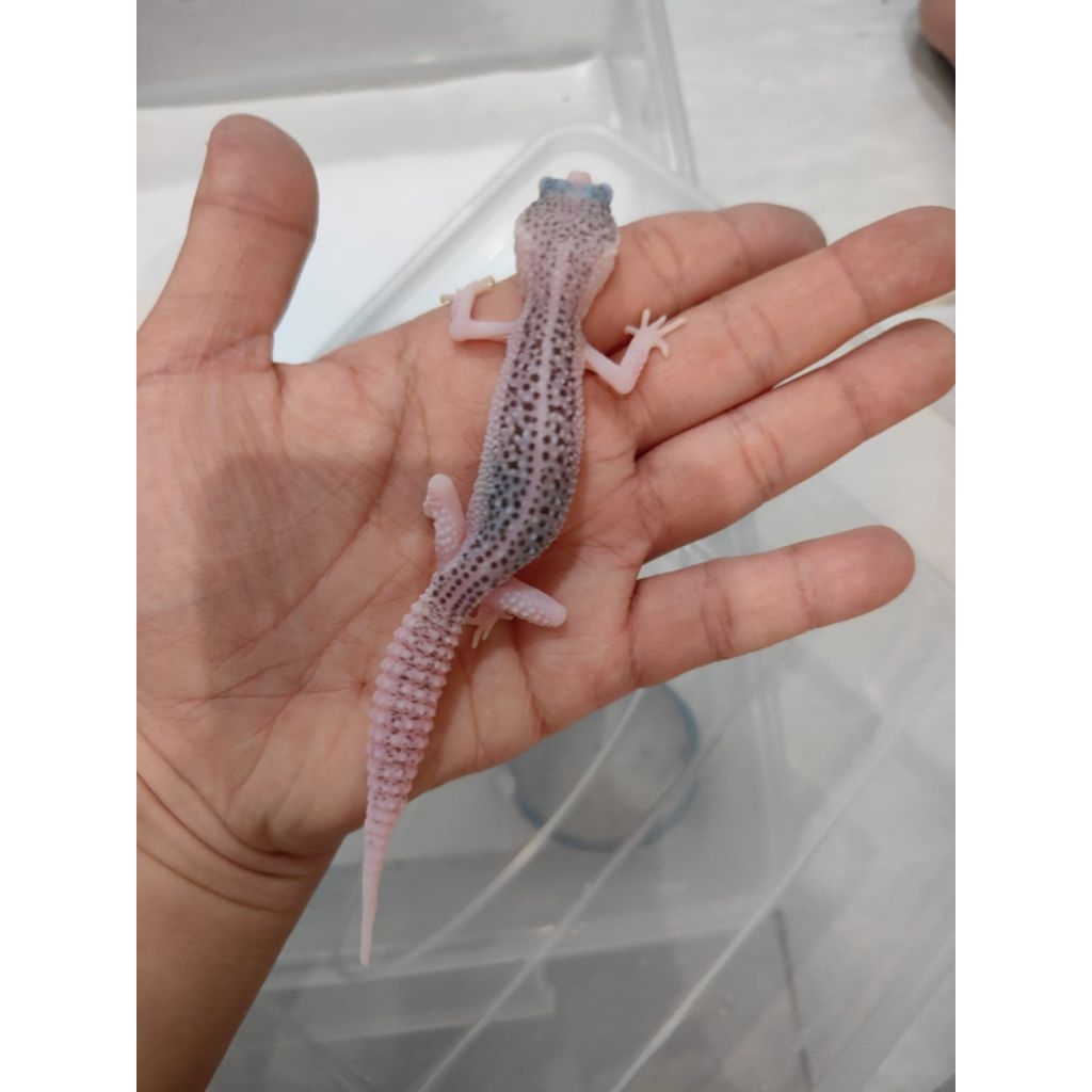 Mainan anak - Gecko senyum, super snow / pied