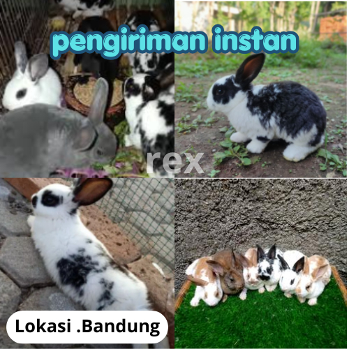 anak Kelinci Rex bulu karpet