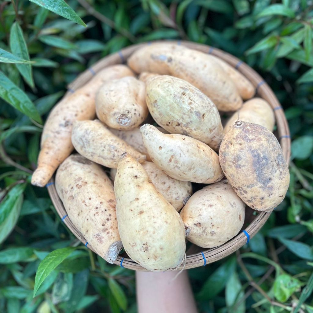 Ubi Madu Asli Wonogiri (1kg)