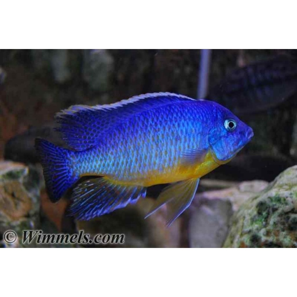Steveni Imperial Cichlid | Steveni Imperial | Cichlid Afrika