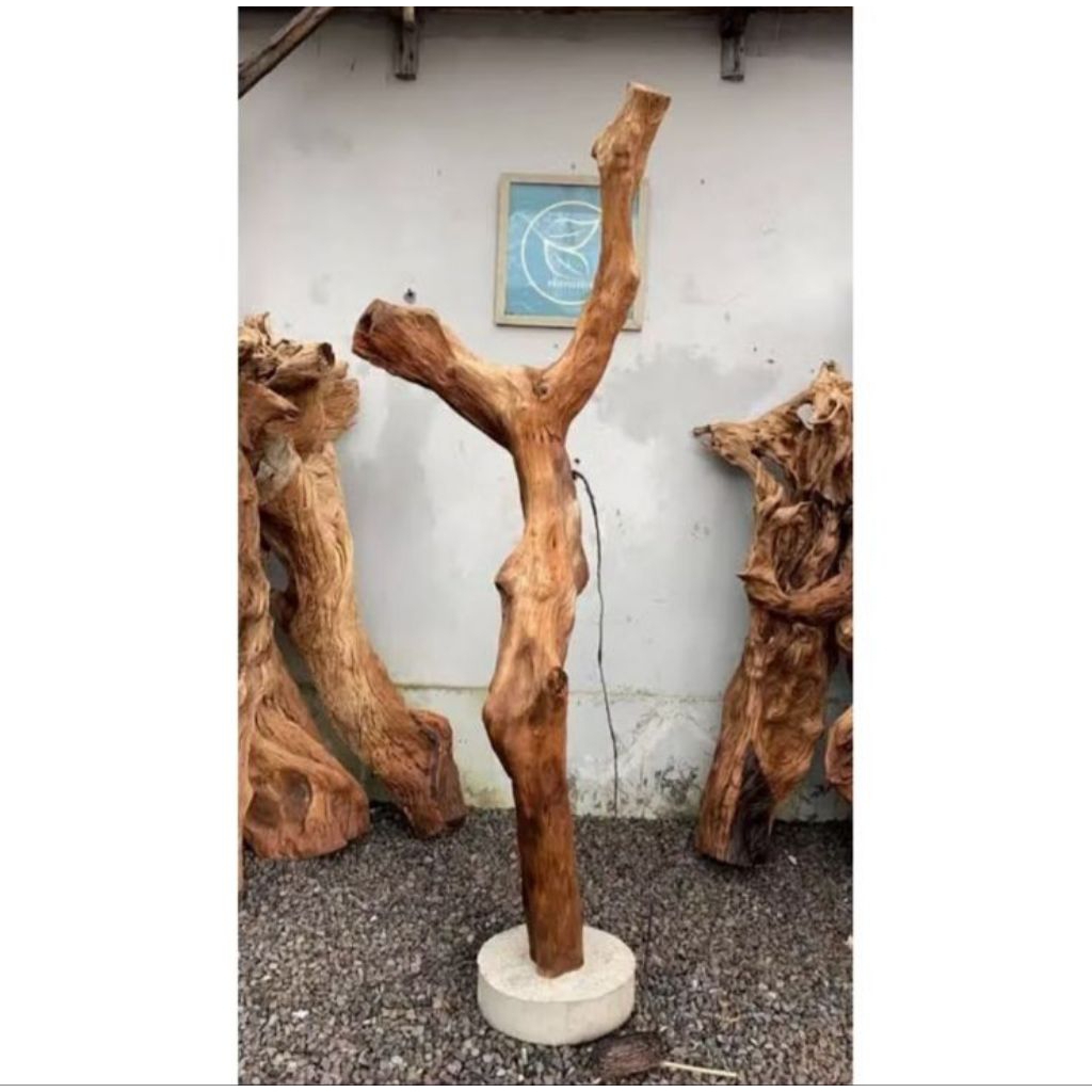Bonggol kayu posil asli media tanam anggrek / bonggol kayu kopi asli