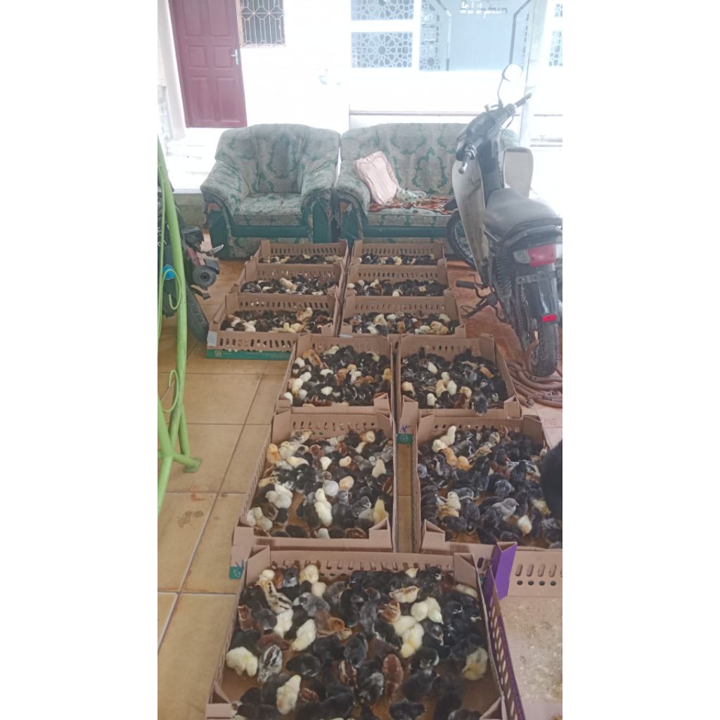 HABIB FARM//DOC KUB (Ayam kampung pedaging)