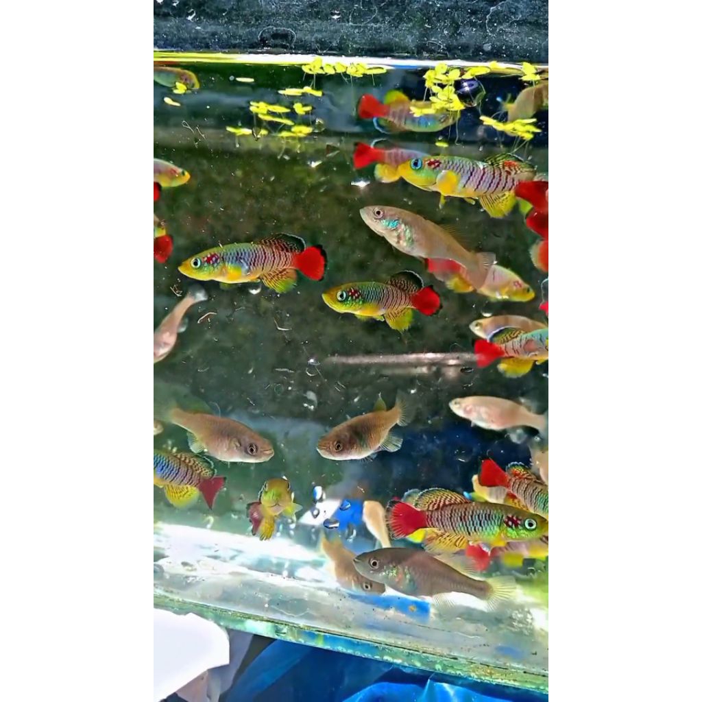 Killifish Guentheri red (size dewasa) bagus di aquascape