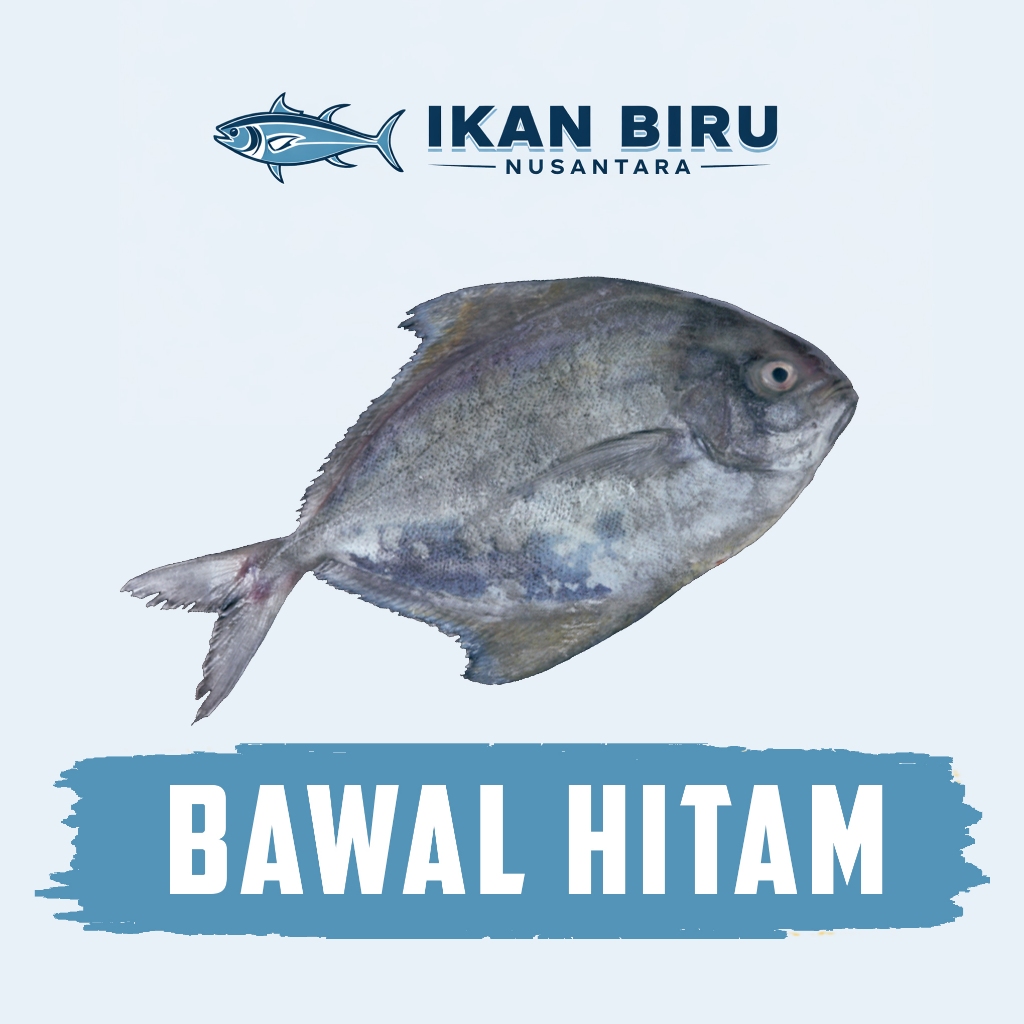 Ikan Bawal Hitam Fresh Frozen Quality - 1kg