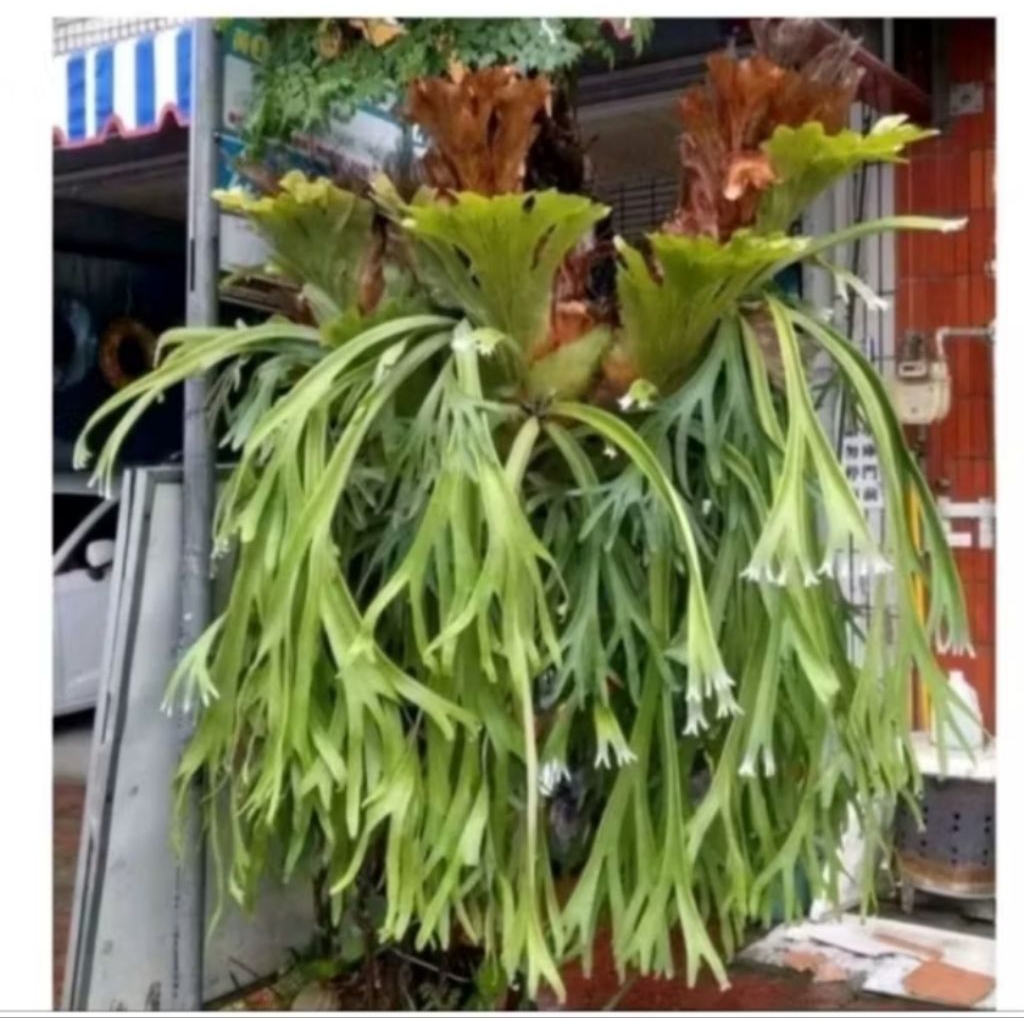 Tanduk Rusa / Kadaka Uncal Premium