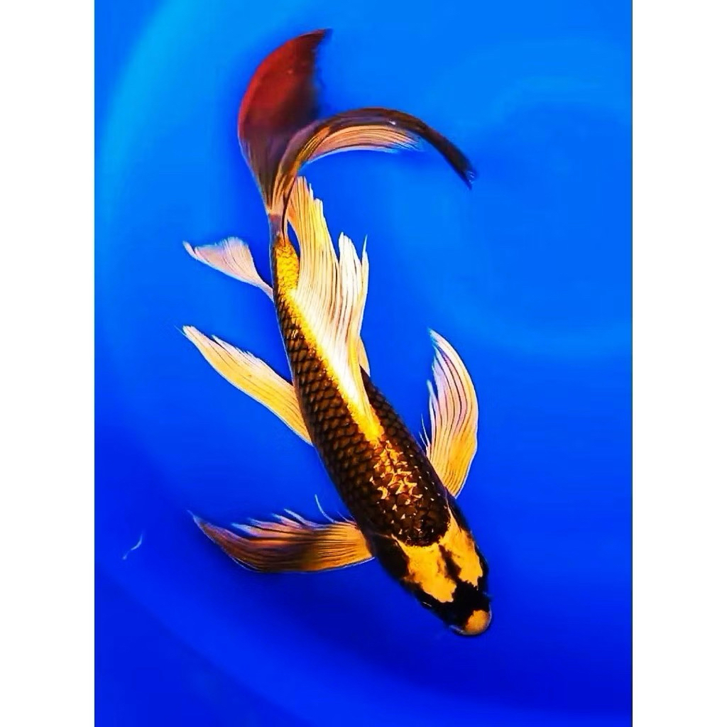 PAKET HEMAT 1ekor koi Kabuto slayer kumpay size 9_13 cm  kwalitas terbaik/ koi Kabuto slayer