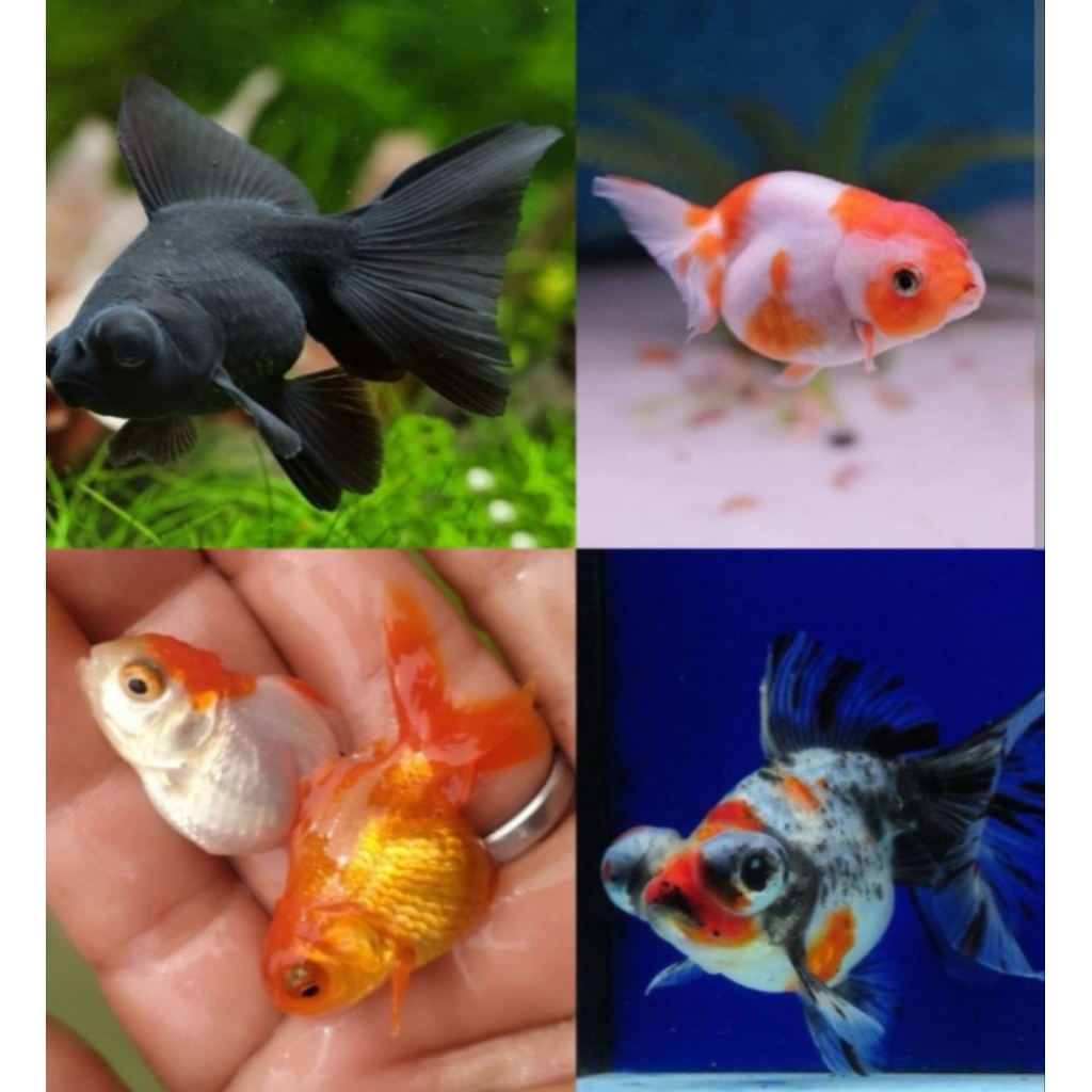 TERLARIS, ikan mas koki ( isi 5 campur ) ikan hias air tawar