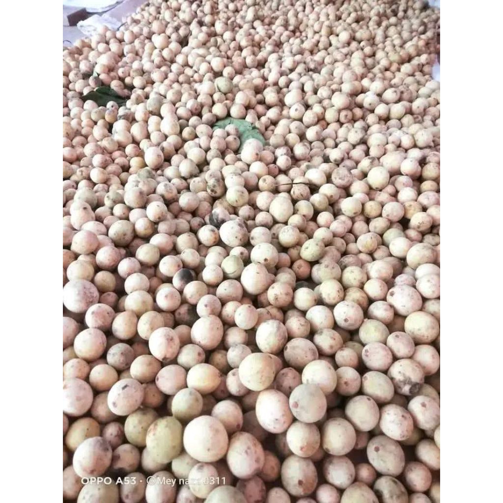buah dukuh segar manis1kg