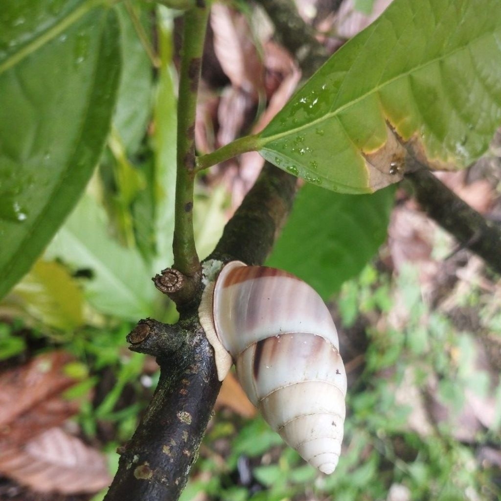 bekicot putih albino cantik untuk peliharaan dan hiasan